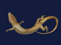 Formosan Chinese skink Collection Image, Figure 7, Total 9 Figures